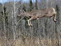 deer leaping fence  Deer leaping a fence, near Vanderhoof